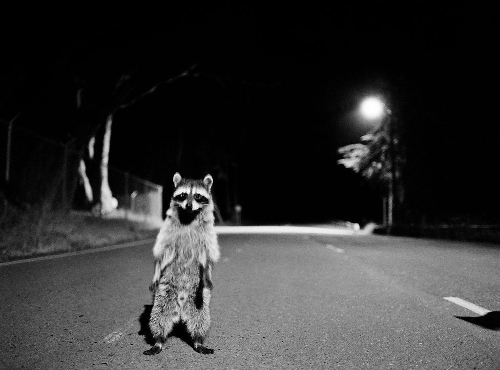 Raccoon Costume