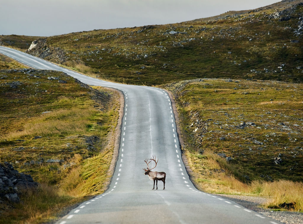 Reindeer Road