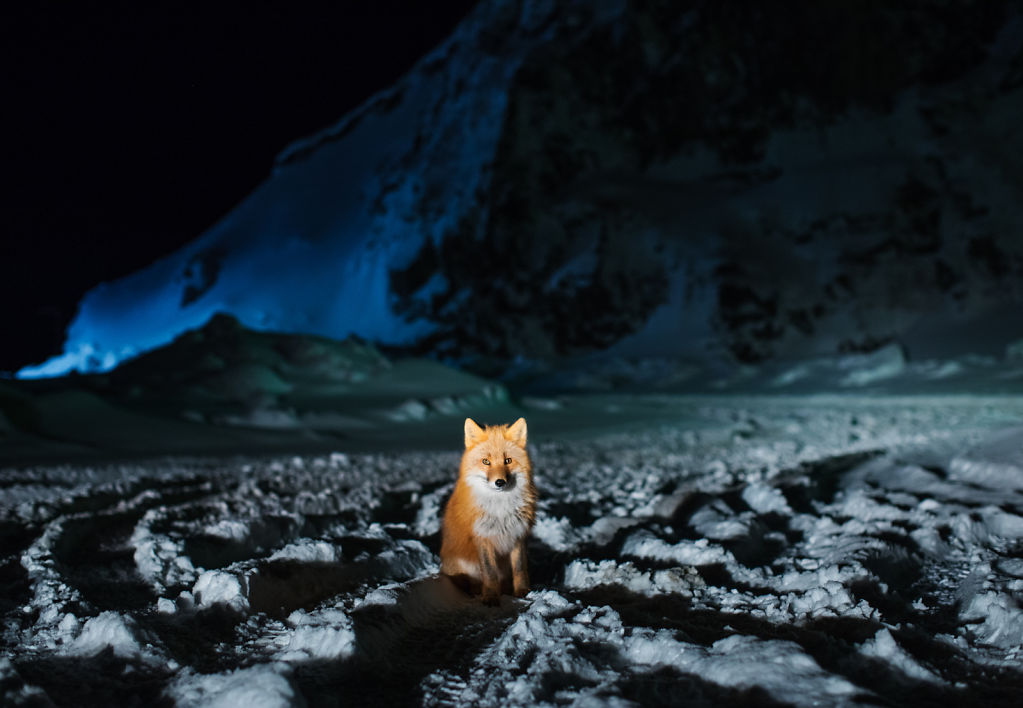 Red Fox at Night