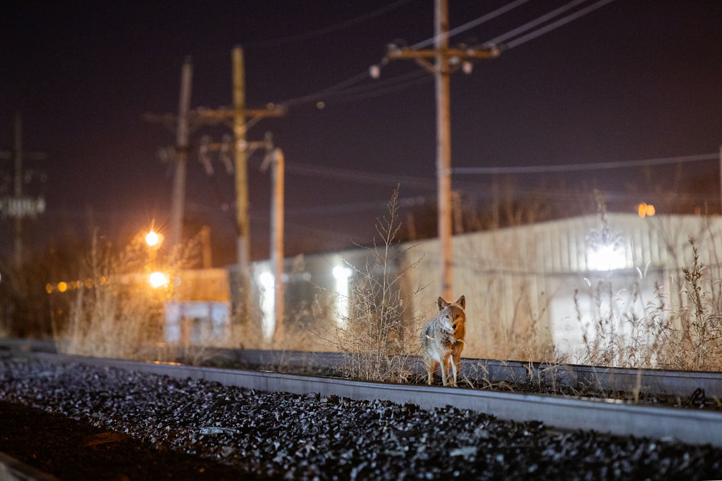 Railroad Track Coyote