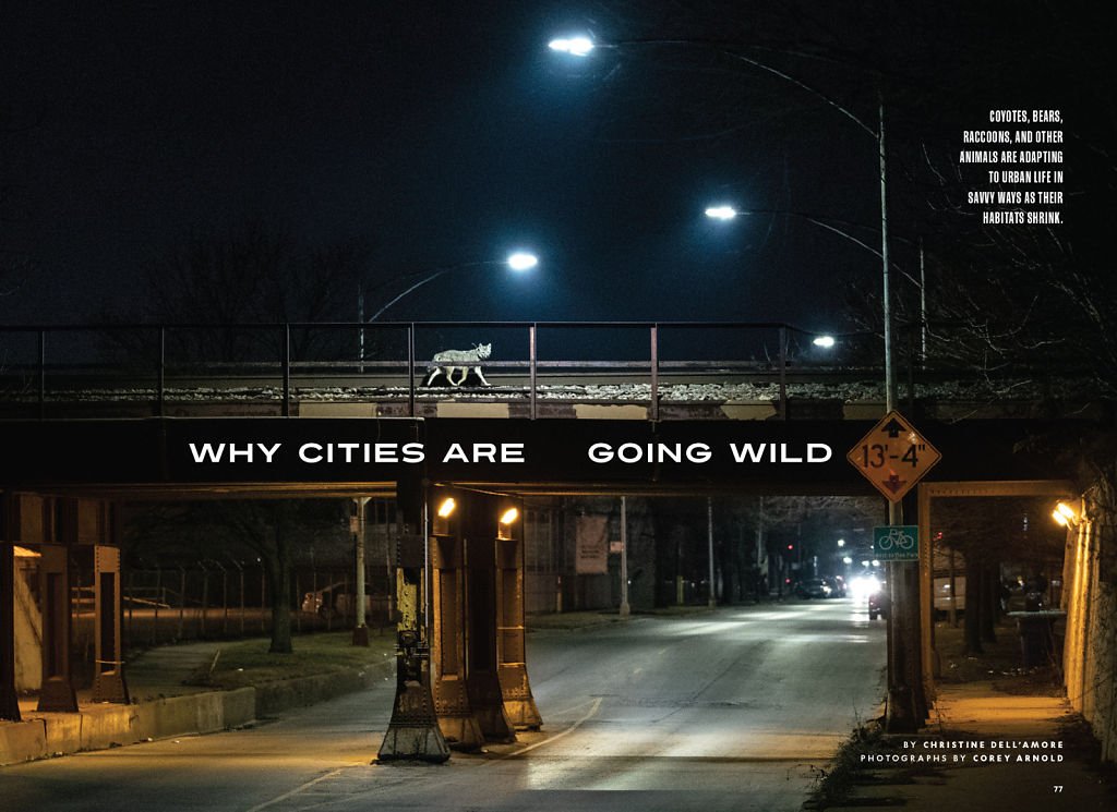 Why Cities are Going Wild - National Geographic, July 2022